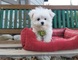 Bichon maltes disponible - Foto 1