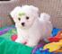Bichon maltes macho y hembra