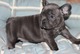 Bulldog frances dispo - Foto 1