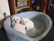 Cachoros de bichon maltes