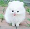 Cachorro de pomerania blanco de valor incalculable para adopción - Foto 1