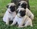 Cachorros Carlino Pug, - Foto 1