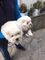 Cachorros de Chow Chow - Foto 1