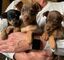 Cachorros de pinscher miniatura