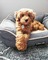 Cachorros Goldendoodle - Foto 1