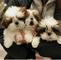 Cachorros Shih Tzu para su adopcion - Foto 1