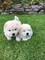 Camada cachorros chow chow,