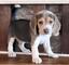 Camada de cachorros beagle tricolor