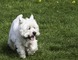 Dos cachorros west highland terrier disponibles