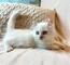 Encantadores gatitos Munchkin para los amantes de las mascotas - Foto 2