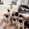 Enemos nuevos cachorros - pug listos para adopción ahora machos y