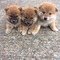 Excelente cachorros Shiba Inu ,,,, - Foto 1