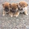 Excelente cachorros shiba inu ,,,,