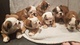 Fantastico cachorros bulldog ingles...wasap.+(+380)95 179 0291