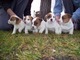 FANTASTICO CACHORROS JACK RUSSEL...Wasap.+(+380)95 179 0291 - Foto 1