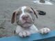 Fantastico cachorros pit bull americano.wasap.+(+380)95 179 0291