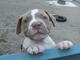 FANTASTICO CACHORROS PIT BULL AMERICANO.Wasap.+(+380)95 179 0291 - Foto 1