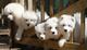 Fantastico cachorros samoyedo ...wasap.+(+380)95 179 0291