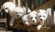 FANTASTICO CACHORROS SAMOYEDO ...Wasap.+(+380)95 179 0291 - Foto 1