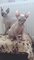Gatos sin pelo canadienses sphynx canadienses para nuevas casas