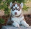 Hermoso cachorro husky en adopción, - Foto 1