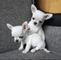 Hermosos cachorros chihuahua para reubicar