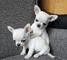 Hermosos cachorros chihuahua para reubicar - Foto 1