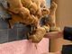 Hermosos cachorros de Dogo de Burdeos - Foto 1