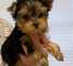 Hermosos cachorros de Yorkshire Terrier - Foto 1