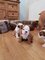 Impresionate Cachorros Bulldog Ingles , - Foto 1