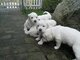 Impresionate Cachorros Golden Retriever,,, - Foto 1