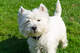 Lindos cachorros west highland terrier para adopción - Foto 2