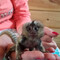 Lindos monos titíes dedo para adopción