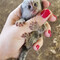 Lindos monos titíes dedo para adopción - Foto 2