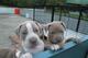 Magnifico Cachorros Pit Bull Americano ,, - Foto 1