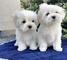 Mini toy cachorros bichon maltes para su adopcion libre,