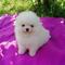 Pomeranian puppy for sale