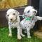 Preciosos cachorros dalmata...wasap.+(+380)95 179 0291