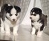 Preciosos cachorros husky siberiano...wasap.+(+380)95 179 0291