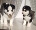 PRECIOSOS CACHORROS HUSKY SIBERIANO...Wasap.+(+380)95 179 0291 - Foto 1