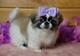 PRECIOSOS CACHORROS PEKINES...Wasap.+(+380)95 179 0291 - Foto 1