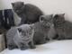Preciosos gatitos britanico...wasap.+(+380)95 179 0291