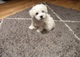 Regalo Cachorros Bichon Maltes en adopcion.a.. - Foto 1