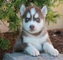 Regalo cachorros de husky siberiano de ojos azules - Foto 1