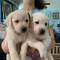 Regalo Cachorros Labrador Retriever bien entrenados listos,,,, - Foto 1