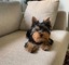 Regalo Cachorros Yorkshire Terrier Mini Toy, (+34 602 54 12 64 ) - Foto 2