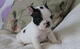 Regalo economicos Cachorros Bulldog Frances (+34 602 54 12 64.) - Foto 1