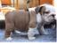 Regalo Encantadores cachorros de bulldog inglés disponibles,,,,. - Foto 1