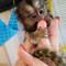 Regalo lindos monos titíes dedo para adopción..