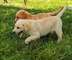 Regalo MACHOS Y HEMBRAS LABRADOR PARA ADOPCIÓN (+34 602 54 12 64) - Foto 1